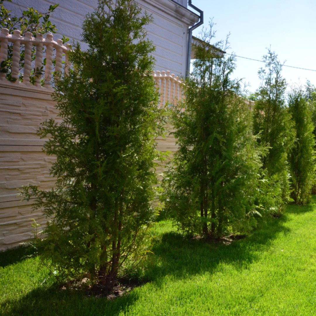 2 evergreen trees, thomas greenhouse