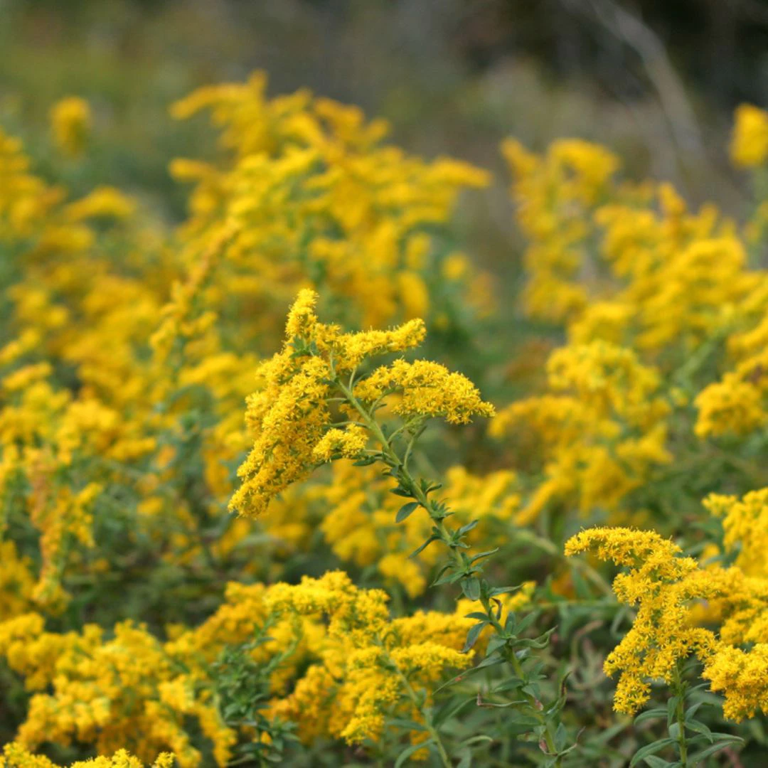 wisconsin native plants