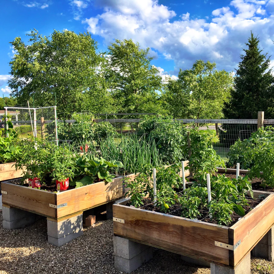 raised garden bed
